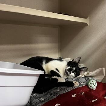 Alba -  Domestic Short Hair Cat for Adoption in Lakeland, Florida - Alba | PetCurious