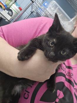 Rescue Domestic Short Hair Cats for Adoption in Evansville, Indiana - Enchantress | PetCurious