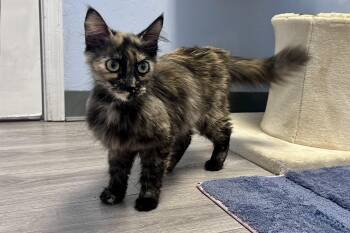 Appletini -  Domestic Long Hair Cat for Adoption in Fountain Hills, Arizona - Appletini | PetCurious