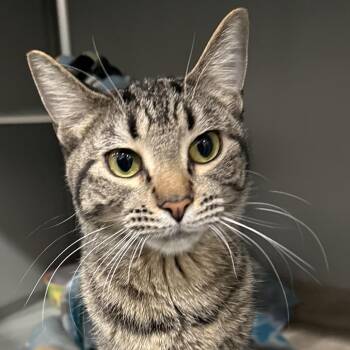 Domestic Short Hair Cats Available for Adoption - Kennedy | PetCurious