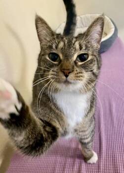 Domestic Short Hair and Tabby Cats Available for Adoption in Fargo, North Dakota - MayLynn | PetCurious