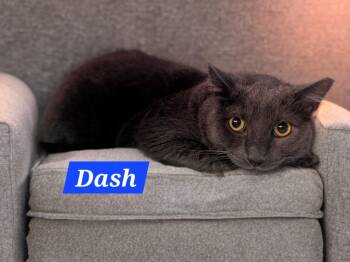 Dash -  Domestic Short Hair Cat for Adoption in Jim Thorpe, Pennsylvania - Dash | PetCurious