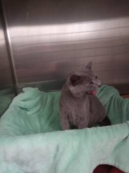 Blue Moon- retired momma -  Domestic Short Hair Cat for Adoption in Pierceton, Indiana - Blue Moon- Retired Momma | PetCurious