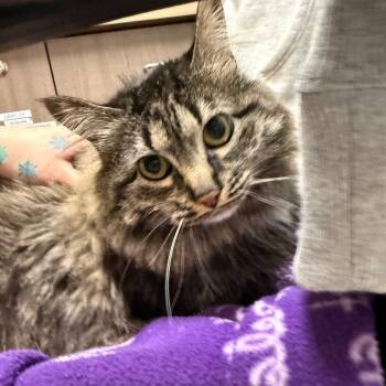 Rescue Domestic Long Hair Cats for Adoption in Great Falls, Montana - Chloe | PetCurious