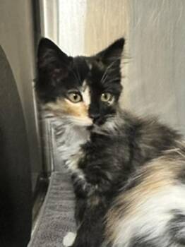 Tansy -  Domestic Medium Hair Cat for Adoption in Healdsburg, California - Tansy | PetCurious