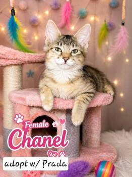 Chanel -  Calico and Domestic Long Hair Cat for Adoption in Miami, Oklahoma - Chanel | PetCurious