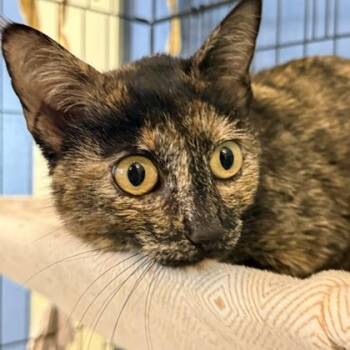 Domestic Short Hair Cats Available for Adoption - Aphelion | PetCurious