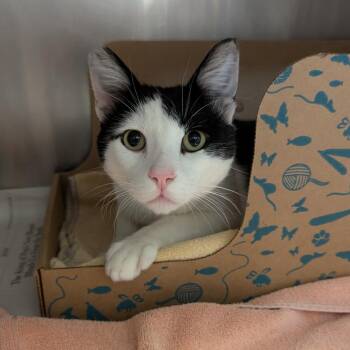 Rogue -  Domestic Short Hair Cat for Adoption in Goleta, California - Rogue | PetCurious