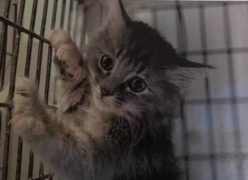 Rescue Domestic Long Hair Cats for Adoption in Fort Madison, Iowa - Ali | PetCurious