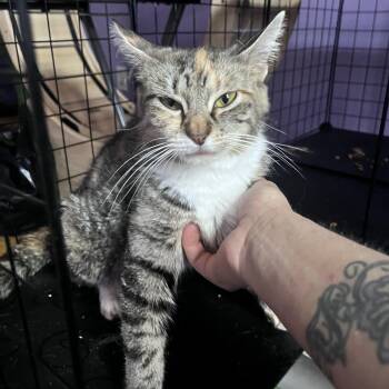 Torbie Cats Available for Adoption in Newark Valley, New York - Cinnabon | PetCurious