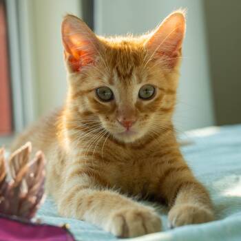 LEONE -  Domestic Short Hair Cat for Adoption in Campbell River, British Columbia - LEONE | PetCurious