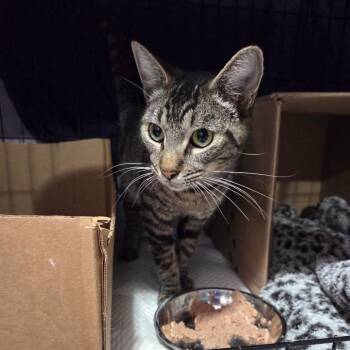 Rescue Domestic Short Hair Cats for Adoption in San Diego, California - Panacea | PetCurious