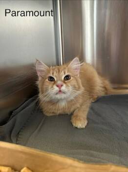 Domestic Short Hair Cats Available for Adoption - Paramount | PetCurious