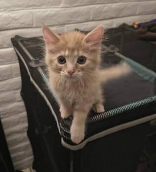 Dale 2 -  Domestic Medium Hair Cat for Adoption in Tucson, Arizona - Dale 2 | PetCurious