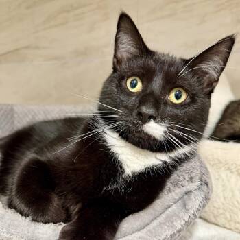 Dawson -  Domestic Short Hair Cat for Adoption in Oyster Bay, New York - Dawson | PetCurious
