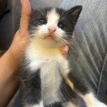 Chevelle -  Domestic Short Hair Cat for Adoption in Hemet, California - Chevelle | PetCurious