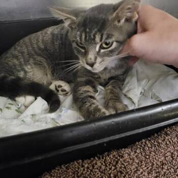 Rescue Domestic Short Hair Cats for Adoption in Richboro, Pennsylvania - Fig | PetCurious