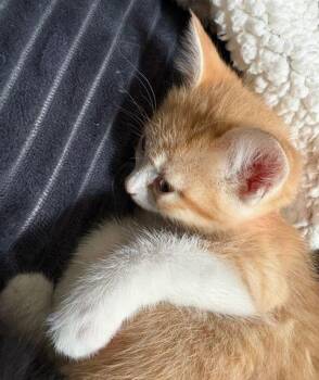 Domestic Short Hair Cats Available for Adoption in Fernley, Nevada - Blossom | PetCurious