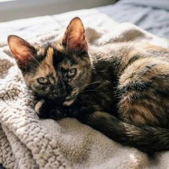 Morticia -  Tortoiseshell Cat for Adoption in Bentonville, Arkansas - Morticia | PetCurious