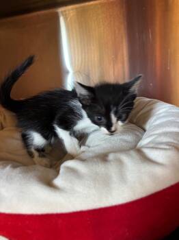 Ruffles -  Domestic Short Hair Cat for Adoption in Metter, Georgia - Ruffles | PetCurious