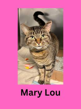 Rescue Domestic Short Hair Cats for Adoption in Ravenna, Ohio - Mary Lou | PetCurious