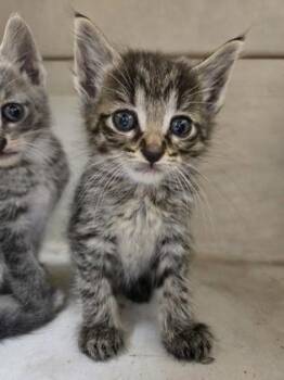 Della -  Domestic Short Hair Cat for Adoption in Westland, Michigan - Della | PetCurious
