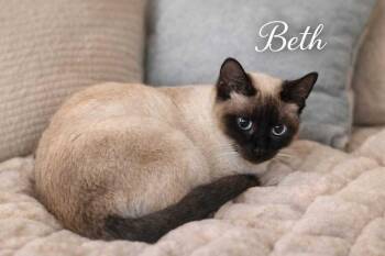 Beth -  Domestic Short Hair Cat for Adoption in Hudson, New Hampshire - Beth | PetCurious
