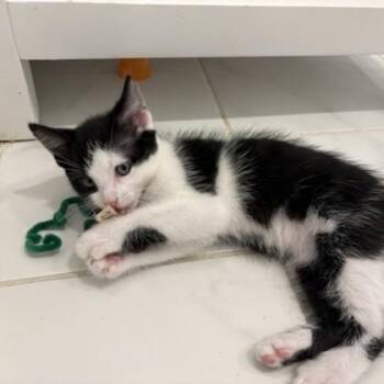 Onesie -  Domestic Short Hair Cat for Adoption in Richmond, Virginia - Onesie | PetCurious