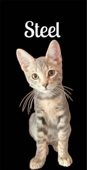 Steel -  Domestic Short Hair Cat for Adoption in Auburn, California - Steel | PetCurious