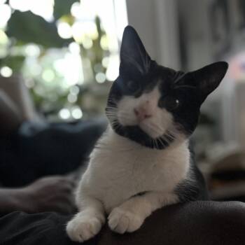 Luly -  Domestic Short Hair Cat for Adoption in New York, New York - Luly | PetCurious