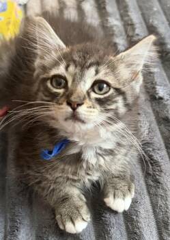 Zakai -  Domestic Short Hair Cat for Adoption in Honeoye, New York - Zakai | PetCurious