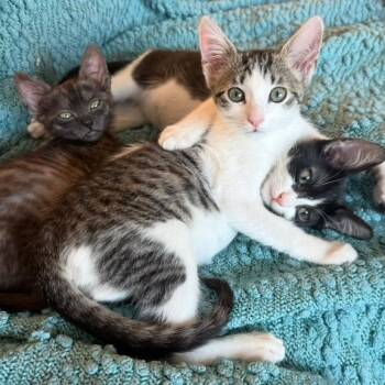 Skye -  Domestic Short Hair Cat for Adoption in Los Angeles, California - Skye | PetCurious