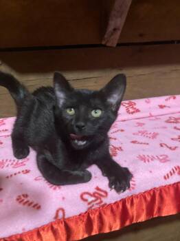 Rummy (Lisa-fostered in New England) -  Domestic Short Hair Cat for Adoption in Brighton, Tennessee - Rummy (Lisa-fostered In New England) | PetCurious