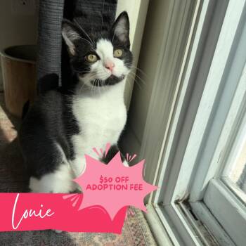 Louie -  Domestic Short Hair Cat for Adoption in Chattanooga, Tennessee - Louie | PetCurious
