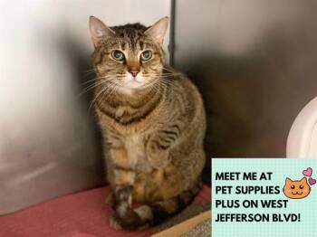 Domestic Short Hair Cats Available for Adoption in Fort Wayne, Indiana - ADORA | PetCurious