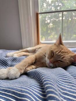 Lindsay Lohan -  Domestic Short Hair Cat for Adoption in Oak Park, Michigan - Lindsay Lohan | PetCurious