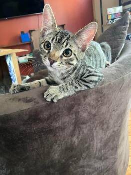 Rally -  Domestic Short Hair Cat for Adoption in Hartville, Ohio - Rally | PetCurious