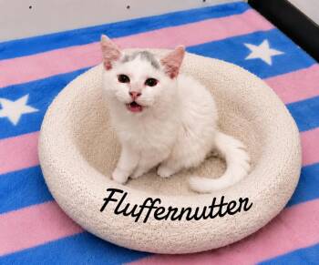 Fluffer Nutter -  Domestic Long Hair Cat for Adoption in Naugatuck, Connecticut - Fluffer Nutter | PetCurious