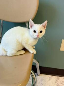 TOFU -  Domestic Short Hair Cat for Adoption in Chillicothe, Ohio - TOFU | PetCurious