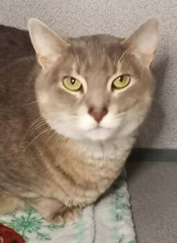 Domestic Short Hair Cats Available for Adoption in Waupaca, Wisconsin - Athena | PetCurious