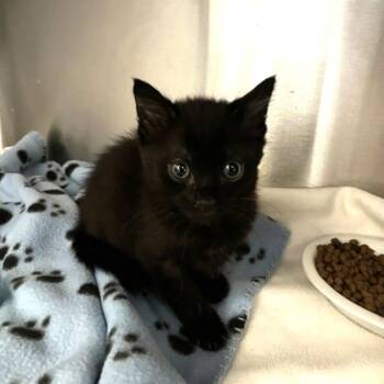Yo-Yo Ma -  Domestic Short Hair Cat for Adoption in Los Angeles, California - Yo-Yo Ma | PetCurious