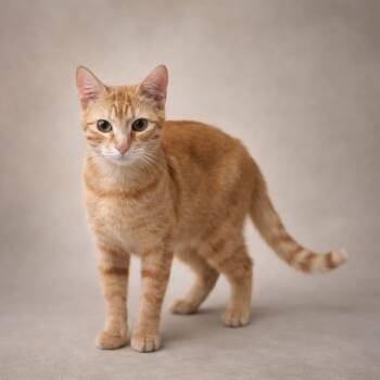 Tabby Cats Available for Adoption - Rune | PetCurious