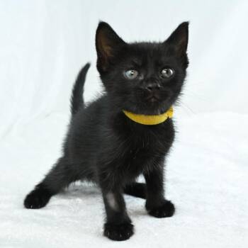 Freida -  Domestic Short Hair Cat for Adoption in Mobile, Alabama - Freida | PetCurious