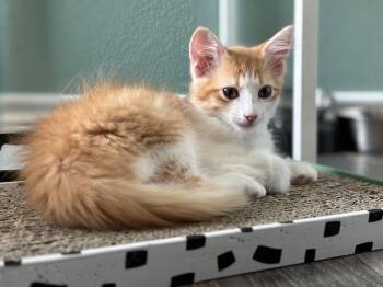 Rescue Domestic Medium Hair Cats for Adoption in Plano, Texas - TANGELO - PLAYFUL & SNUGGLY IN THE SAME PACKAGE | PetCurious