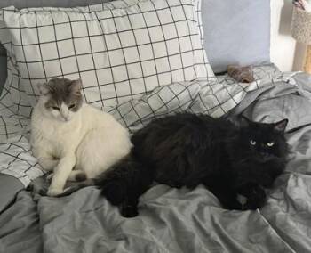 Rocco & Joe -  Domestic Medium Hair Cat for Adoption in Toronto, Ontario - Rocco & Joe | PetCurious