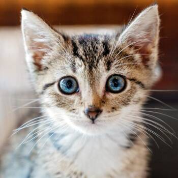 Morgan -  Domestic Short Hair Cat for Adoption in Salisbury, North Carolina - Morgan | PetCurious