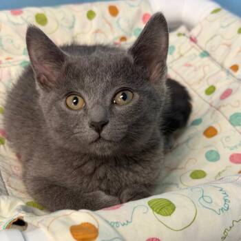 Russian Blue and Domestic Short Hair Cats Available for Adoption in Brownsboro, Alabama - Ringo | PetCurious