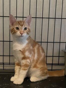 Poniar OR14444-T -  Domestic Short Hair Cat for Adoption in Missouri City, Texas - Poniar OR14444-T | PetCurious