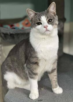 Bandit AND Rocket -  Domestic Short Hair Cat Available for Adoption in Rochester, New Hampshire - Bandit AND Rocket | PetCurious