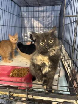 Sam - MD -  Domestic Short Hair Cat for Adoption in Fort Walton Beach, Florida - Sam - MD | PetCurious